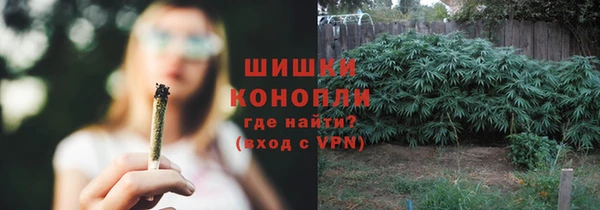 прущие грибы Новозыбков